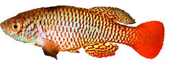 WAT - Nothobranchius wattersi