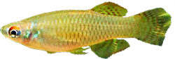 WBS - Aapticheilichthys websteri