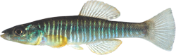 WCC - Fundulus waccamensis