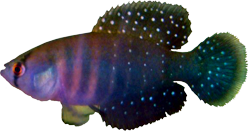 WCH - Austrolebias wichi