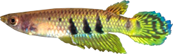 WER - Aplocheilus dayi werneri