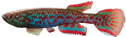 WIE - Scriptaphyosemion wieseae