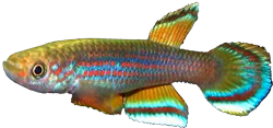 WIN - Aphyosemion celiae winifredae