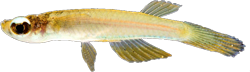 WLC - Fluviphylax wallacei