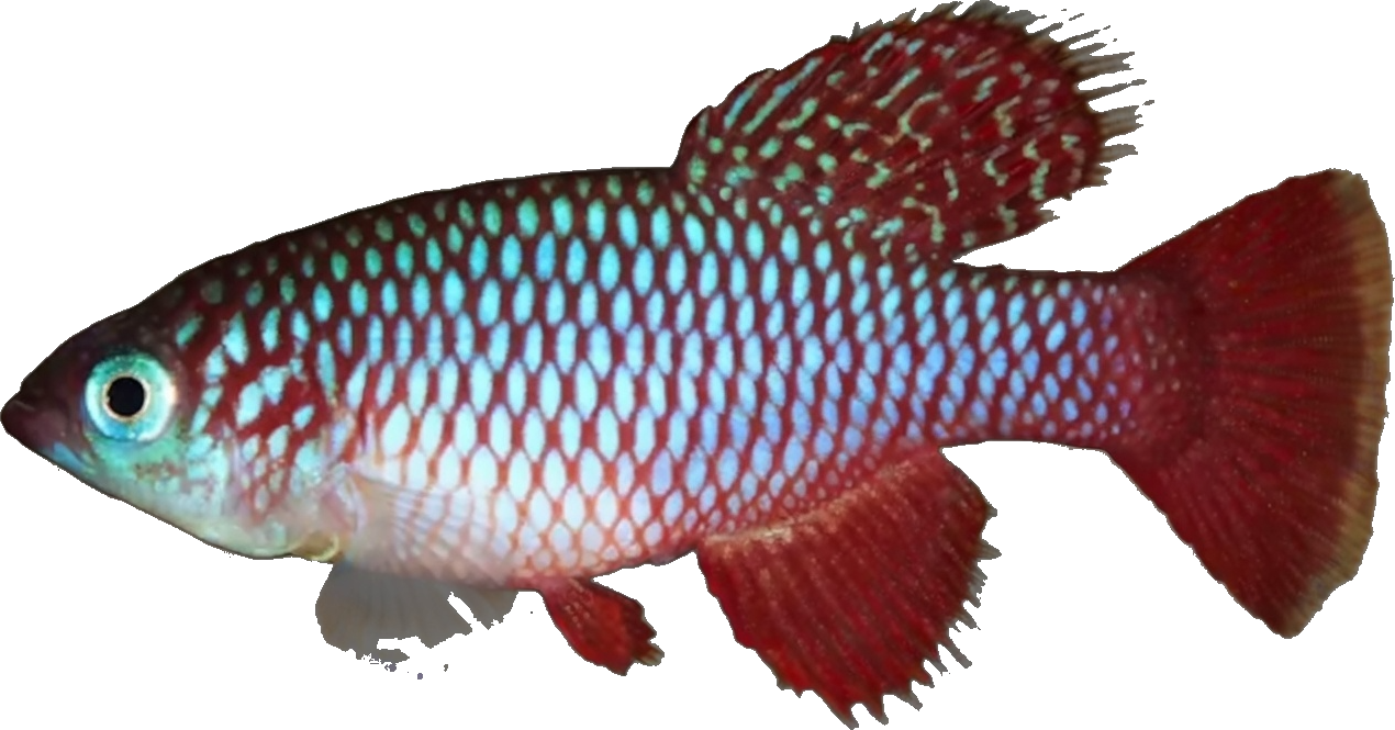 Nothobranchius willerti