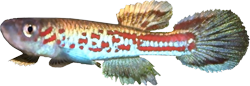 WUE - Aphyosemion hanneloreae wuendschi