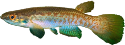 XII - Rivulus (Cynodonichthys) xi