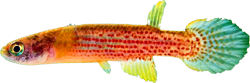 XIN - Rivulus (Anablepsoides) xinguensis