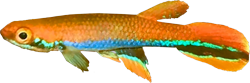 XIP - Rivulus (Laimosemion) xiphidius