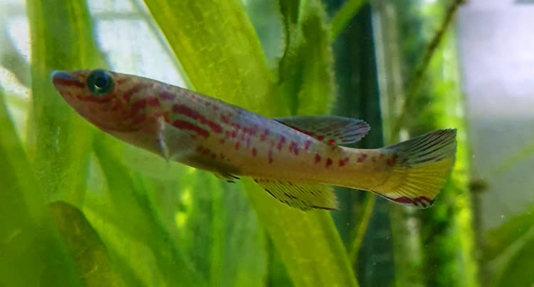 SJOxAMI