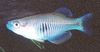 ZEB - Hypsopanchax zebra