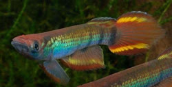 ZEN - Epiplatys zenkeri