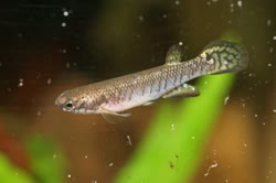 ZGN - Rivulus (Melanorivulus) zygonectes
