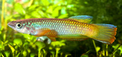 ZII - Epiplatys fasciolatus zimiensis