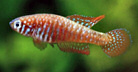 ZNT - Simpsonichthys zonatus