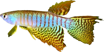 ZON - Gnatholebias zonatus