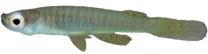 ZTS - Fluviphylax zonatus